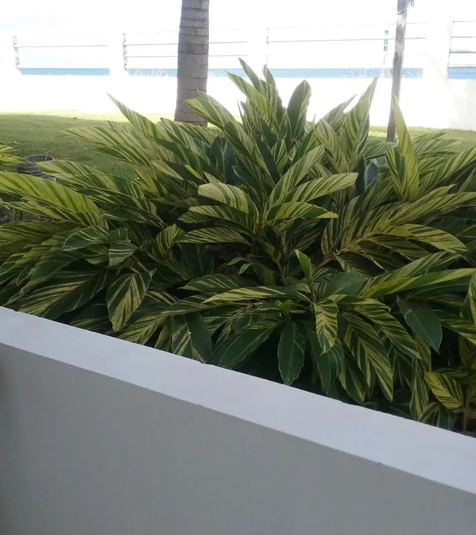 Ocean Dreams Apartment Aguada 0*,